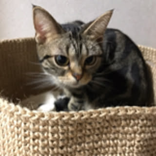 megkirara