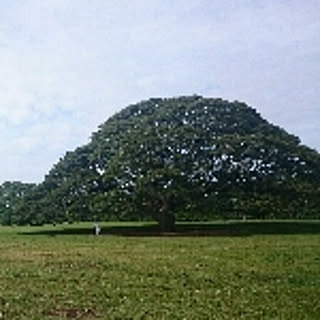 mokuko