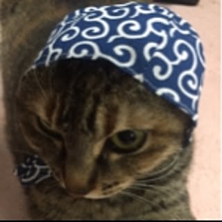 pokio