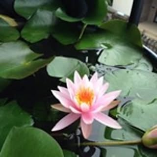 Daisaku