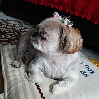 chi.chi.chi.930