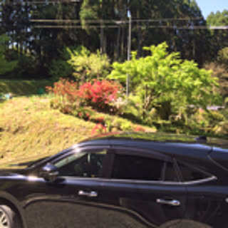 nyoriko