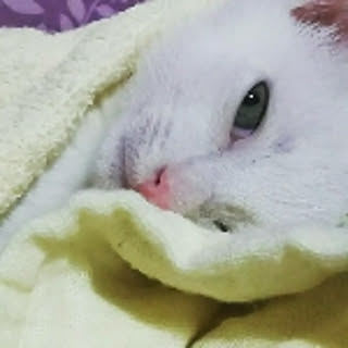 mitekisieee