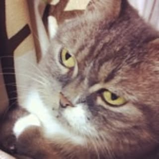 romima