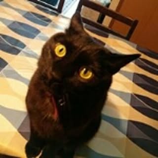 sakko