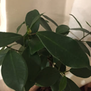 greengreen