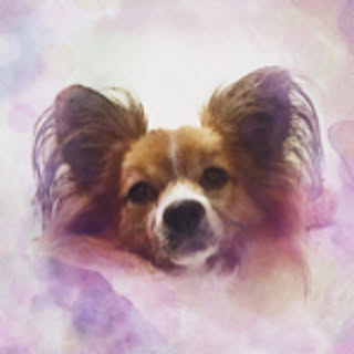 cocoa
