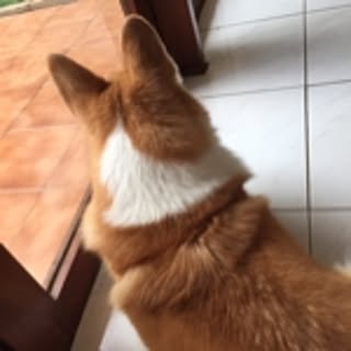 miiico