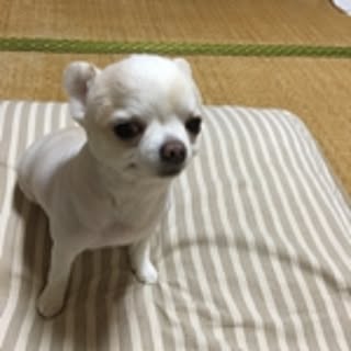 tubu