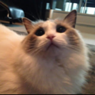 mona