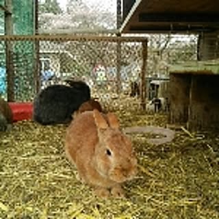 carrot
