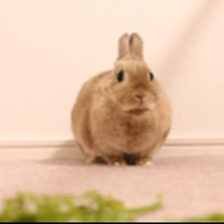 unicoon
