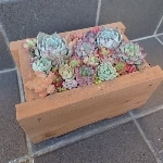 Pikake