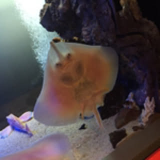 cyu