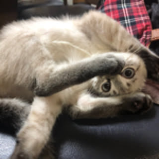 kinako