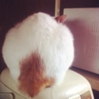 kitty0315