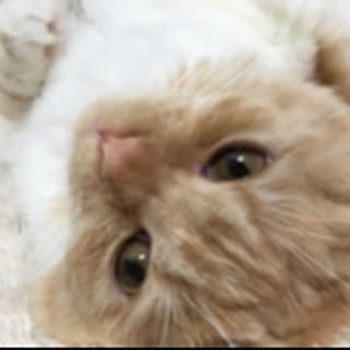 ringo