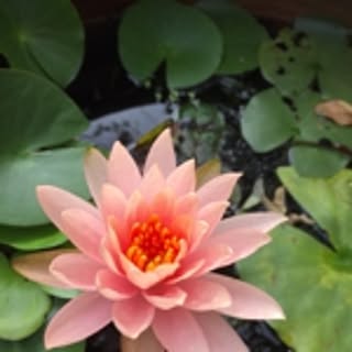 ispahan