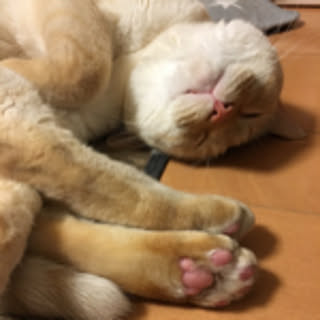 junbu