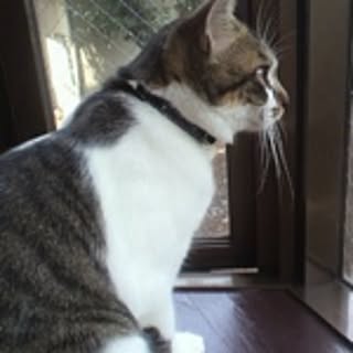 Yukino