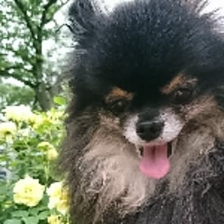 pomelover