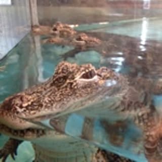 zoo