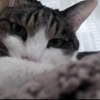 mu_chan
