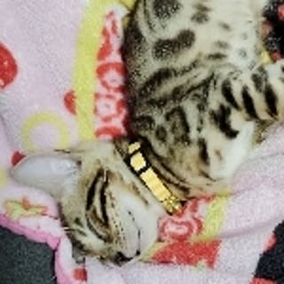 dekumama