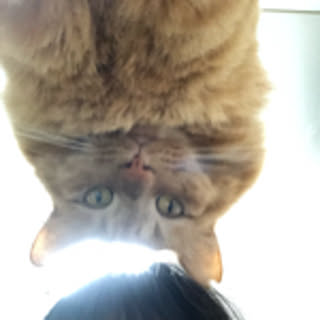 misaki