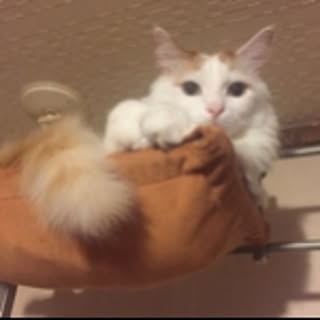 gaju