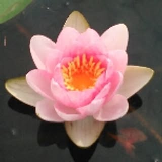 chizutaro