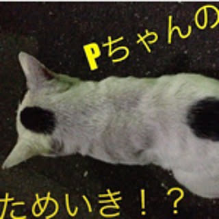 ptarou