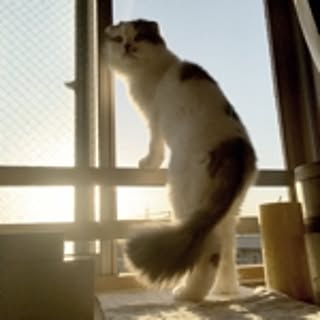 NYAO