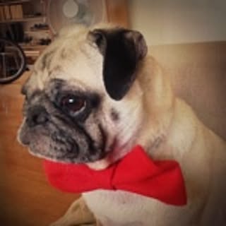 pugroom
