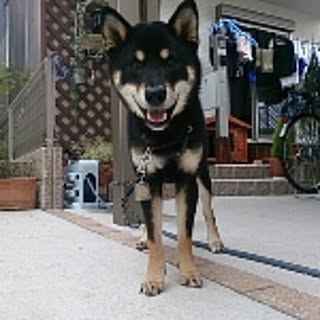 Kazu