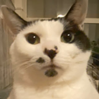 taromaru