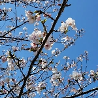 plumtreess