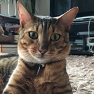 Keno