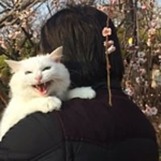 mamazou