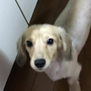 hoku