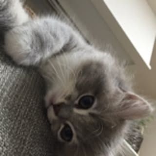 Miki-Gin