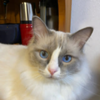 doldora