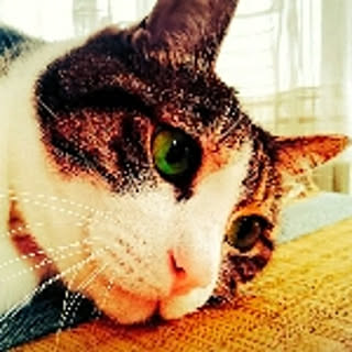 Ringo