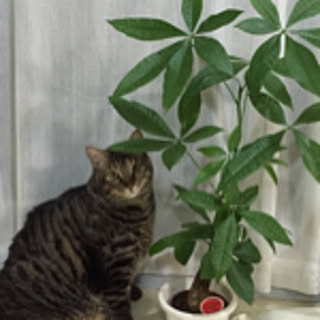 rinpei