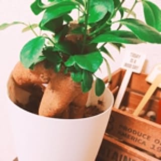 yoooshi