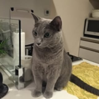 ginneko