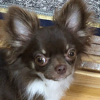 tutu