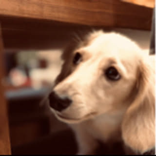 ruru