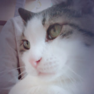 chiro