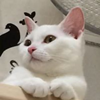Mikiko